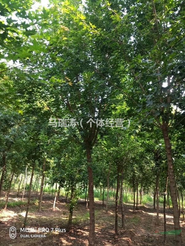 山東臨沂郯城供應(yīng)五角楓