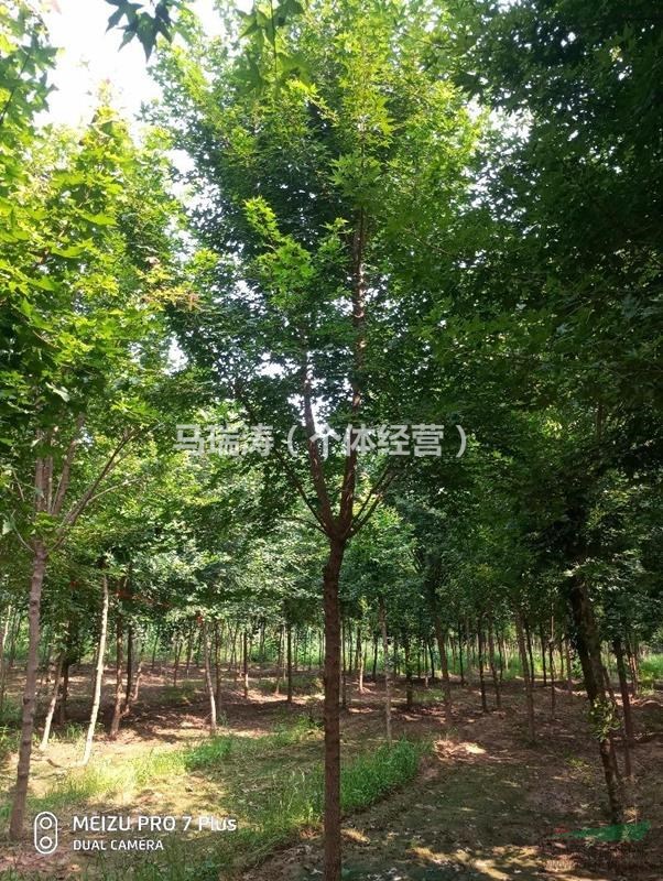 山東臨沂郯城供應(yīng)五角楓