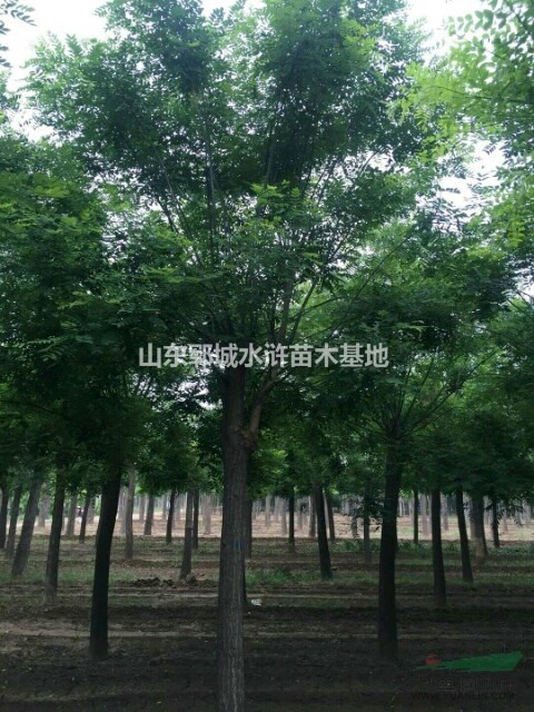 胸徑14公分國槐多少錢裝車國槐基地大量出售14公分國槐樹