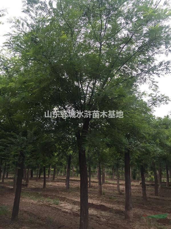 胸徑14公分國槐多少錢裝車國槐基地大量出售14公分國槐樹