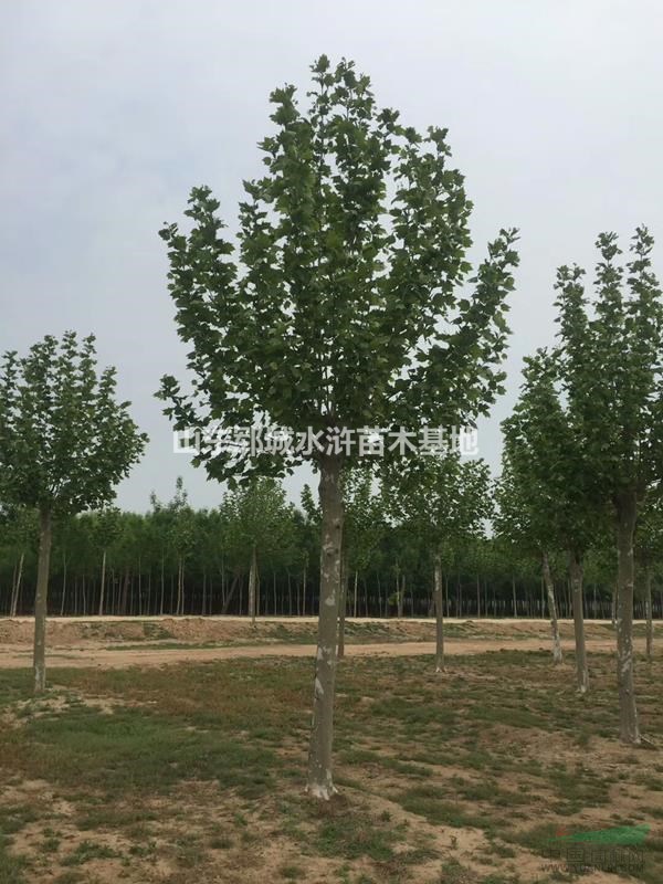 胸徑16公分法桐裝車價(jià)格報(bào)價(jià)出售16公分法桐樹(shù)