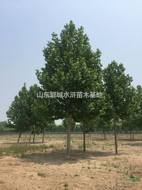 胸徑16公分法桐裝車價(jià)格報(bào)價(jià)出售16公分法桐樹(shù)