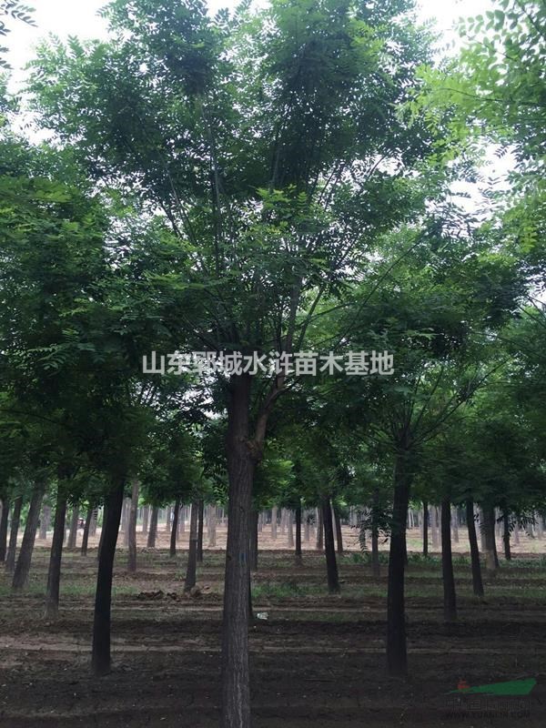 山東國(guó)槐基地10公分國(guó)槐樹最新價(jià)格