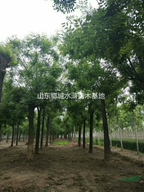 山東國(guó)槐基地10公分國(guó)槐樹最新價(jià)格