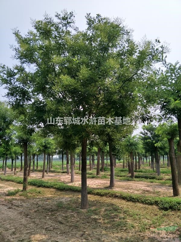 胸徑16公分一級國槐樹價格16公分優(yōu)質(zhì)國槐樹價格