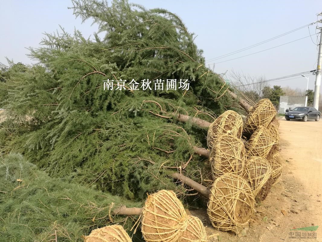 5米高雪松優(yōu)質(zhì)苗價(jià)格