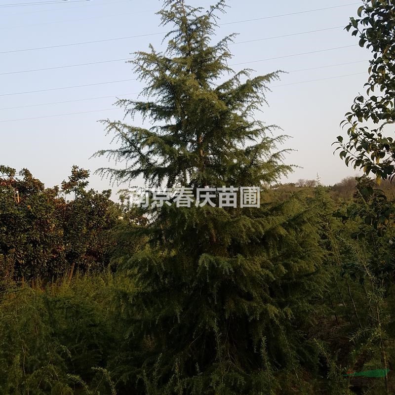 雪松樹苗最新報價 雪松最新價格 雪松小苗價格 雪松多少錢一棵