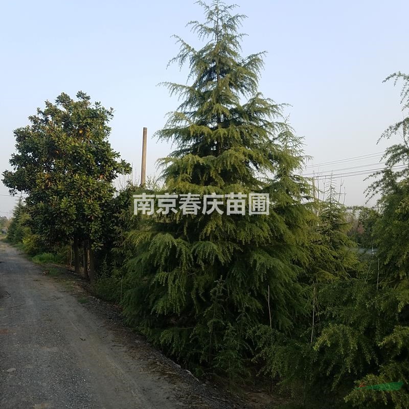 雪松樹苗最新報價 雪松最新價格 雪松小苗價格 雪松多少錢一棵