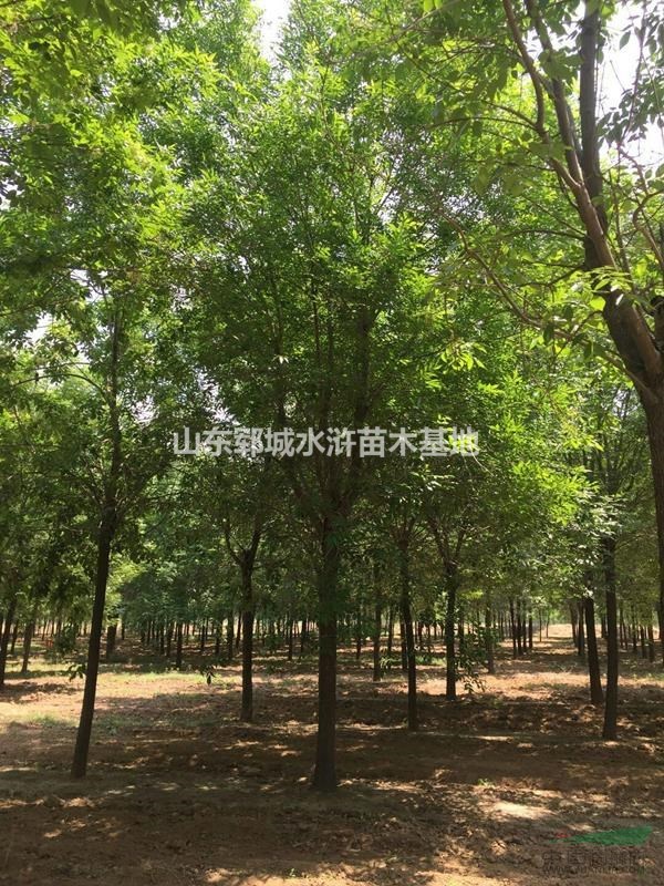 山東14公分老白蠟價(jià)格出售14公分老白蠟