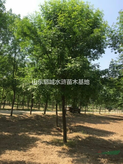 山東14公分老白蠟價(jià)格出售14公分老白蠟