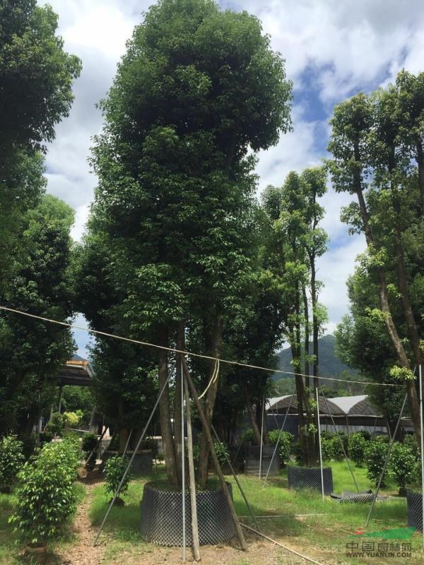多桿香樟