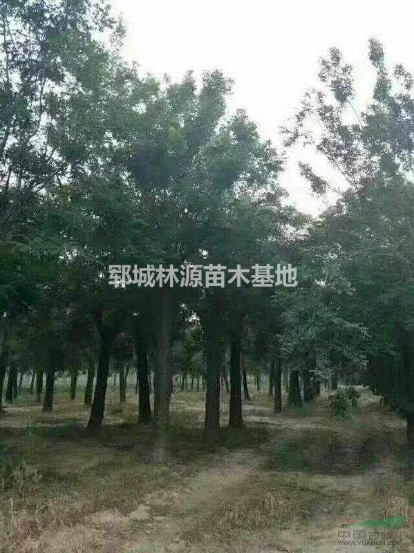 大規(guī)格國(guó)槐批量處理/山東大國(guó)槐供應(yīng)/20公分國(guó)槐低價(jià)供應(yīng)