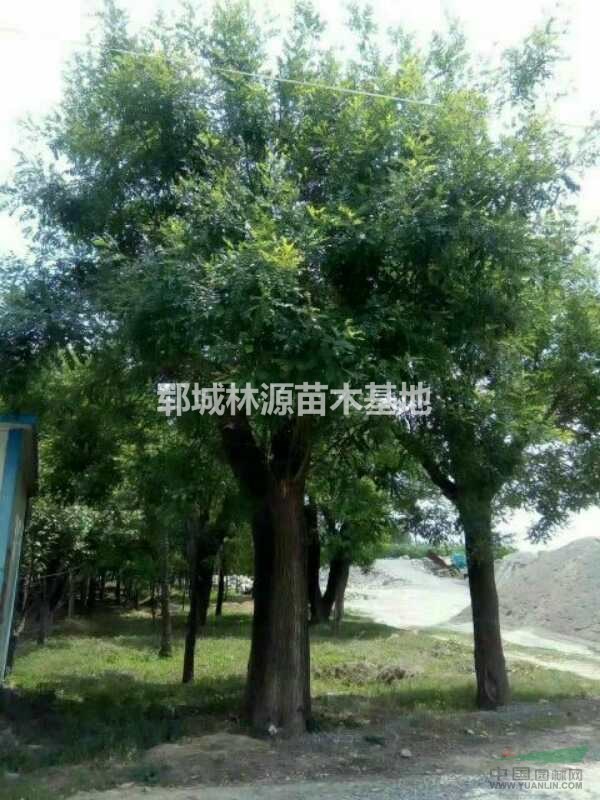 大規(guī)格國(guó)槐批量處理/山東大國(guó)槐供應(yīng)/20公分國(guó)槐低價(jià)供應(yīng)