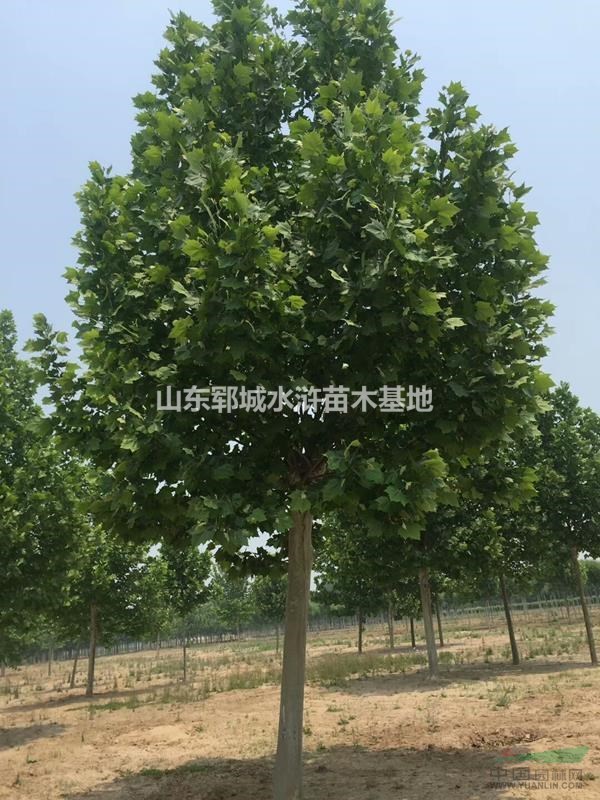 山東16公分法桐價格出售16公分優(yōu)質(zhì)法桐樹