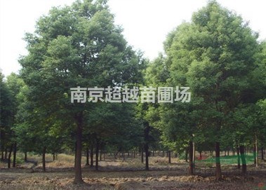 香樟|香樟價格|南京香樟價格|香樟樹價格