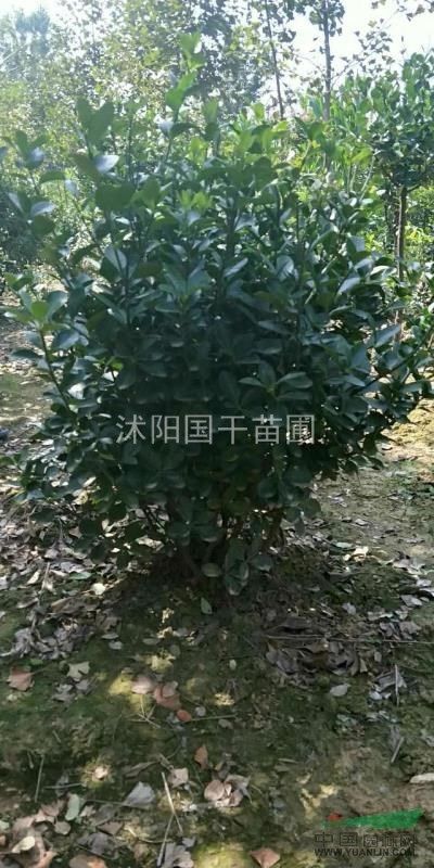 江蘇沭陽(yáng)地區大量供應高桿女貞 金葉女貞，各種苗木