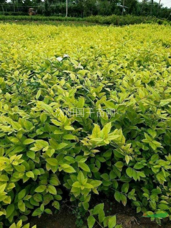 江蘇沭陽(yáng)地區大量供應高桿女貞 金葉女貞，各種苗木