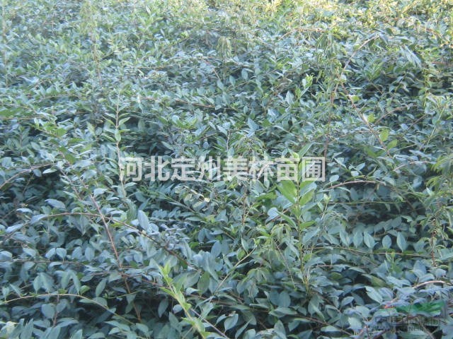 河北定州连翘小苗价格每棵0.3元