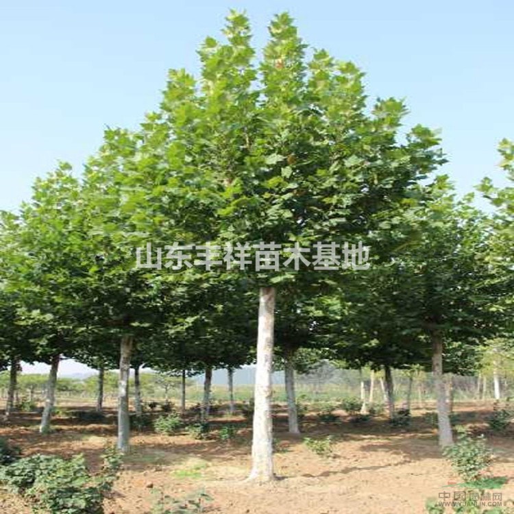 苗木批發(fā)18公分法桐價格、20公分速生法桐價格