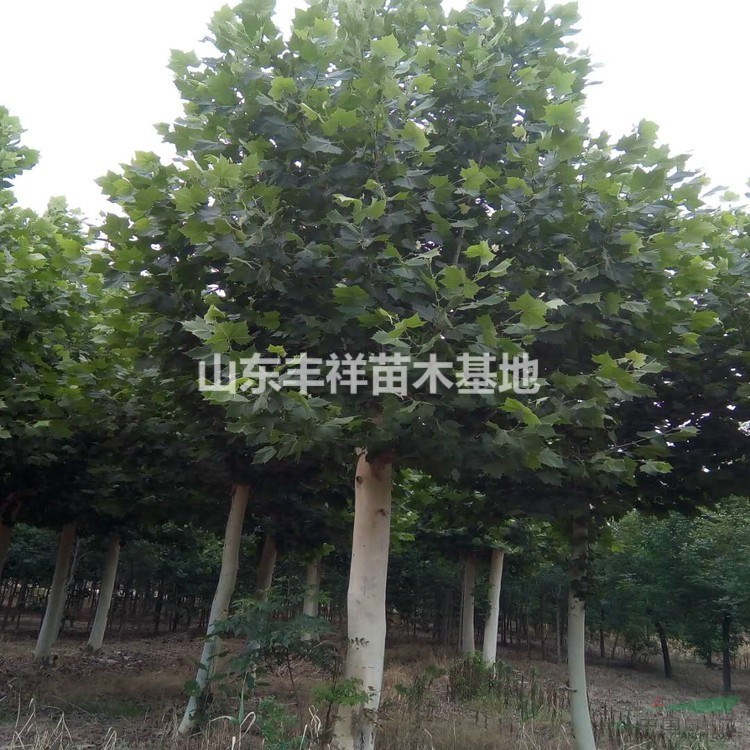 苗木批發(fā)18公分法桐價格、20公分速生法桐價格