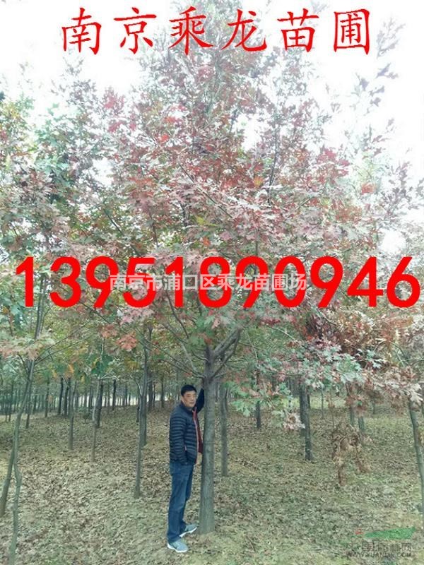 10公分娜塔櫟 沼生櫟價格