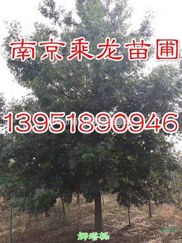 10公分娜塔櫟 沼生櫟價格