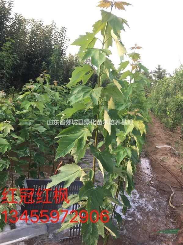 出售苗圃紅冠紅楓
