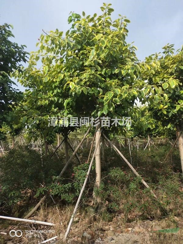 福建富貴榕 移植苗地苗 規(guī)格齊全大量供應(yīng)批發(fā)