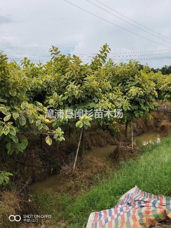 福建富貴榕 移植苗地苗 規(guī)格齊全大量供應(yīng)批發(fā)