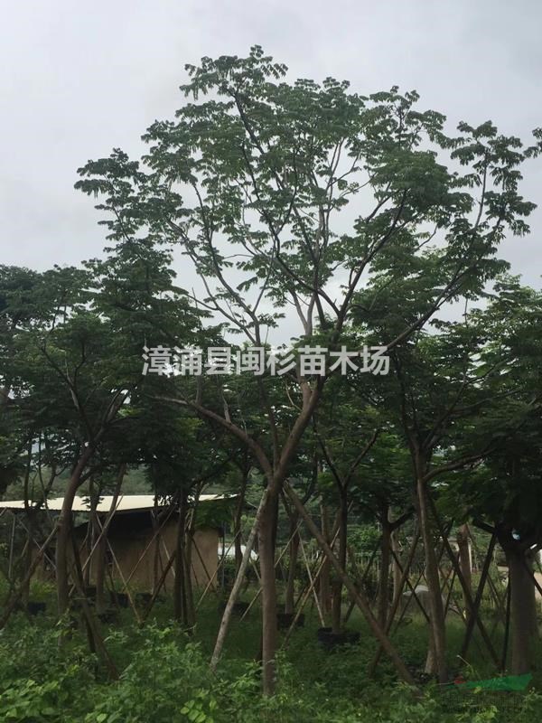 福建台湾栾树 移植苗地苗规格齐全大量供应