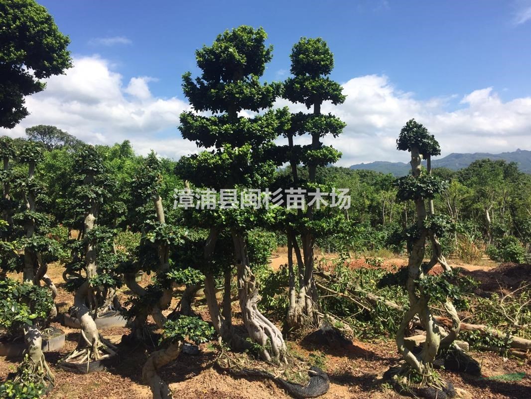 福建小葉榕樹 移植苗地苗多種規(guī)格齊全大量供應(yīng)批發(fā)