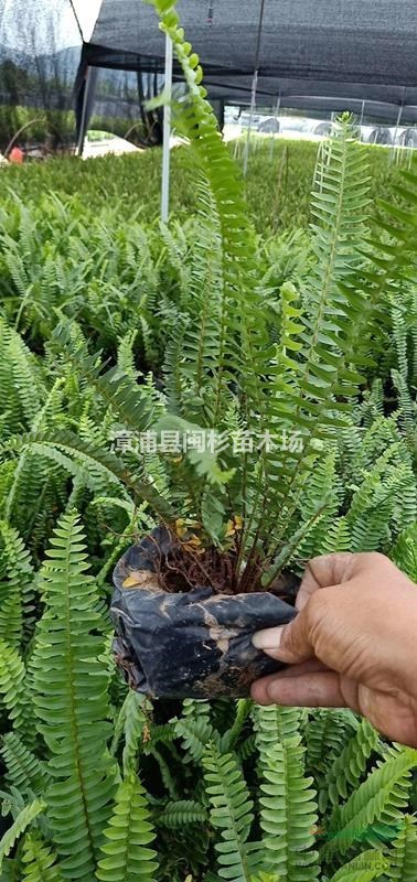 福建排骨草 腎蕨多種規(guī)格齊全大量供應批發(fā)