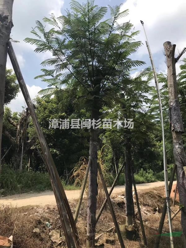 福建省藍洋楹 多種規(guī)格齊全 大量供應批發(fā)