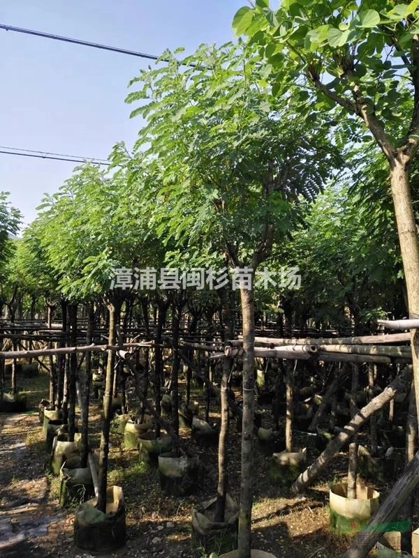 福建黃花槐移植苗地苗多種規(guī)格齊全 大量供應