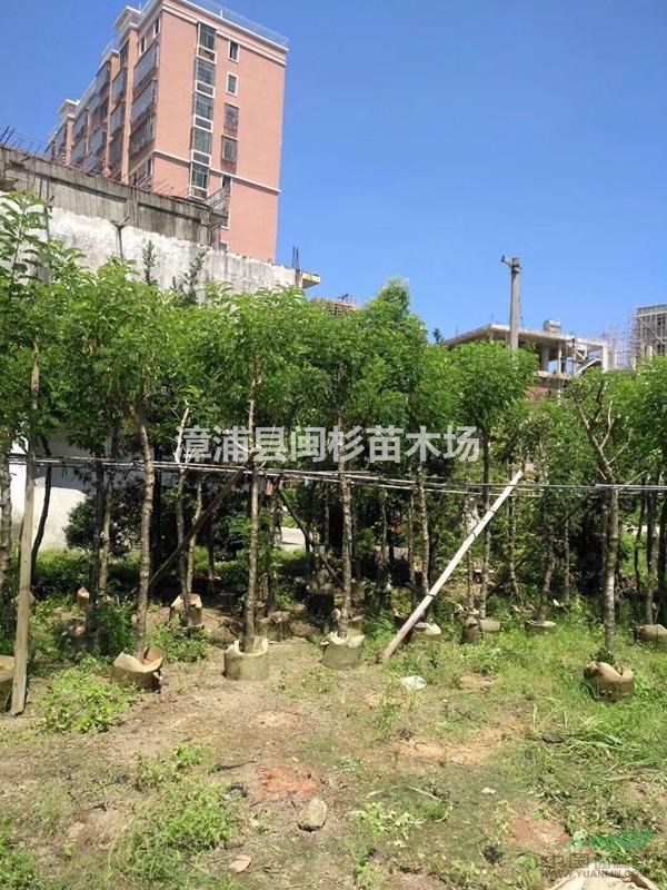 福建黃花槐移植苗地苗多種規(guī)格齊全 大量供應(yīng)