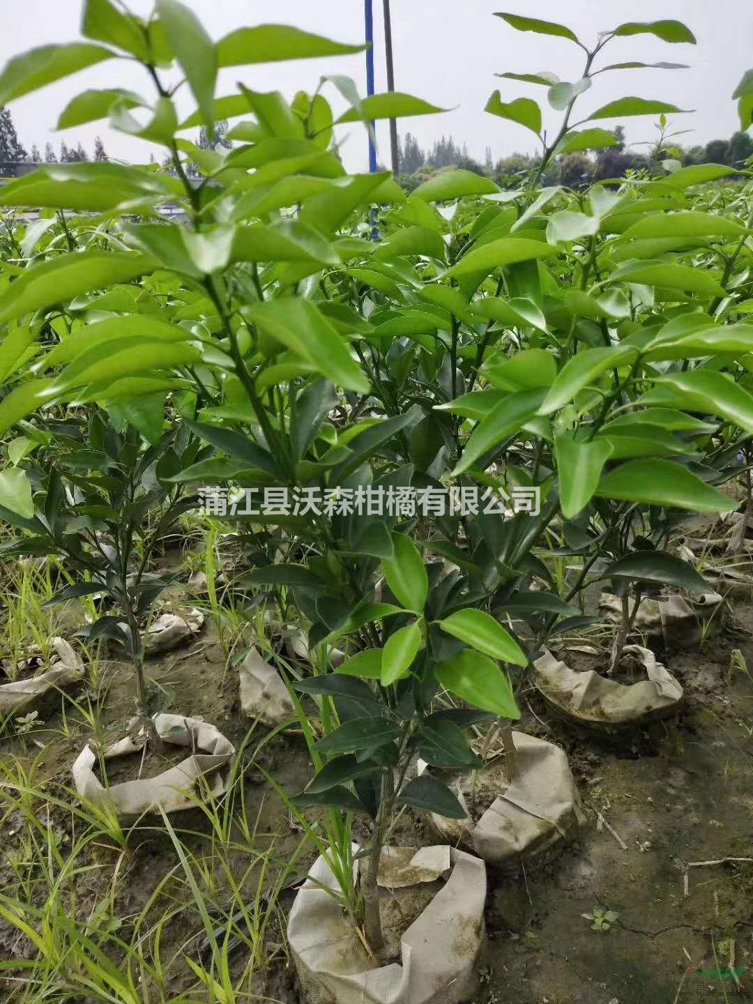 蒲江愛(ài)媛38號(hào)柑橘苗 愛(ài)媛柑橘袋苗2018年價(jià)格秋