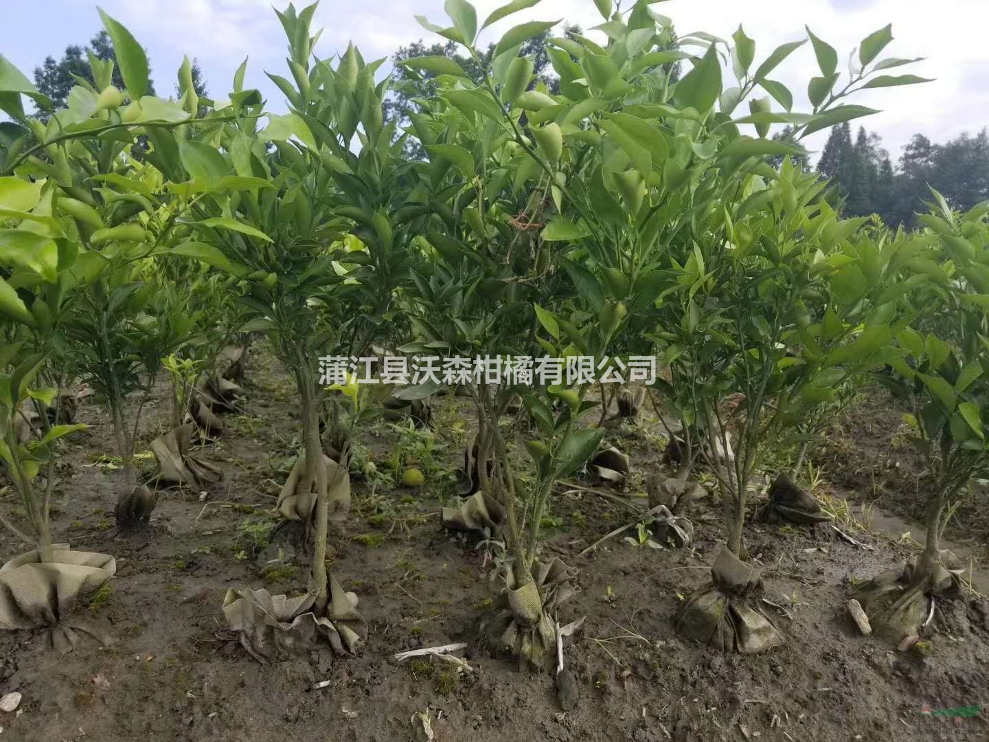 批發(fā)春見(jiàn)柑橘果樹(shù)苗 優(yōu)質(zhì)柑橘苗品種春見(jiàn)耙耙柑柑橘袋苗
