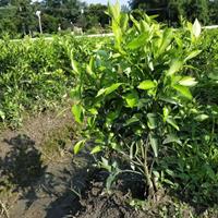 四川蒲江大雅柑一號(hào)柑橘苗基地 出售大雅柑假植苗熟苗