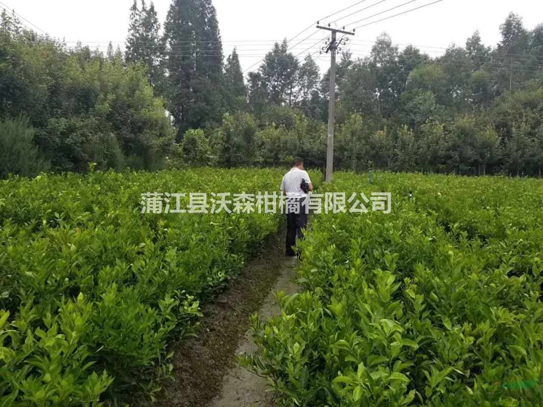 四川蒲江大雅柑一號柑橘苗基地 出售大雅柑假植苗熟苗