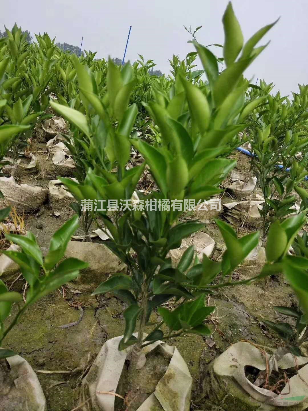供應(yīng)50-80公分高一年生春見(jiàn)柑橘袋苗  春見(jiàn)耙耙柑假植苗