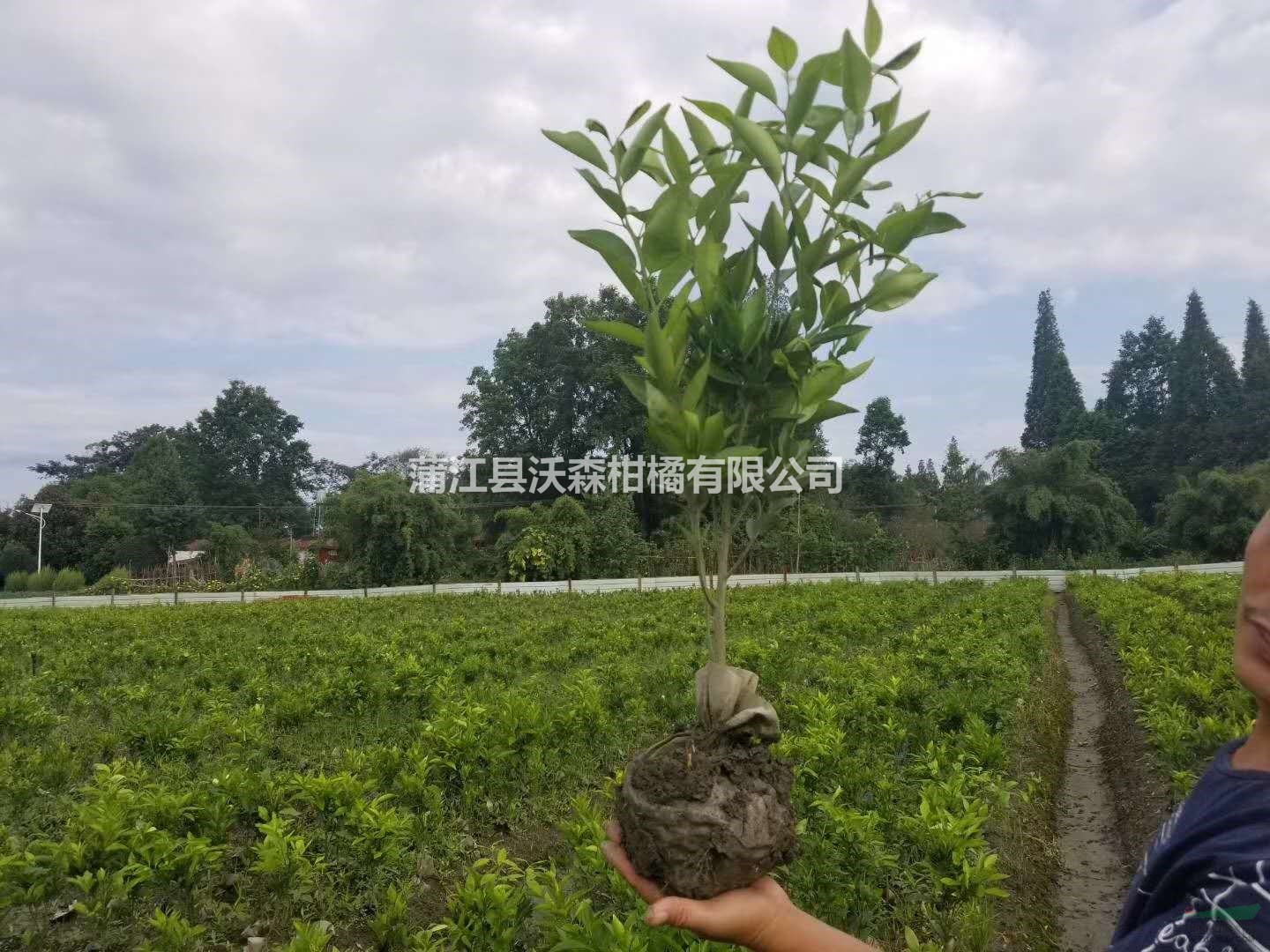 沃森柑橘苗大雅柑桔苗生產(chǎn)基地 直供大雅柑柑桔苗假植柑橘苗