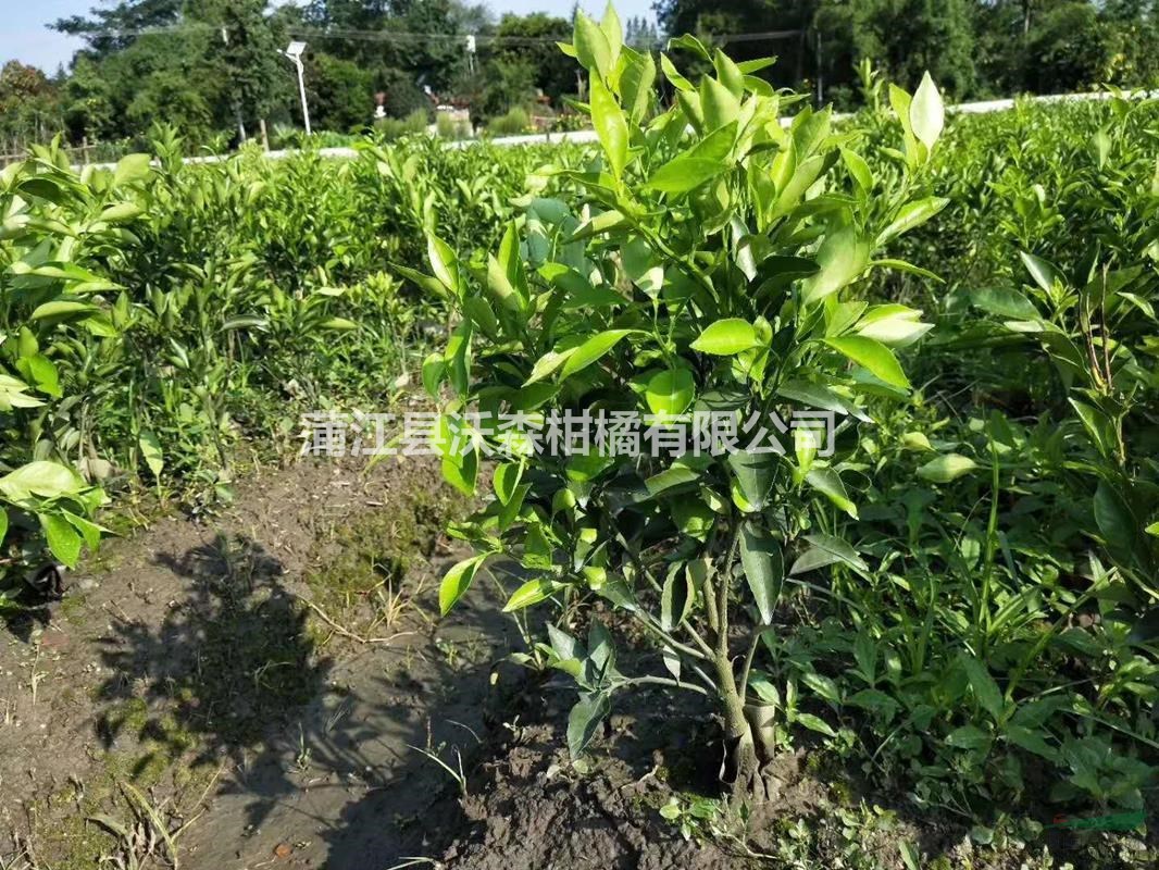 批發(fā)愛媛38號假植苗 紅美人柑橘袋苗地苗 高度50-80公分