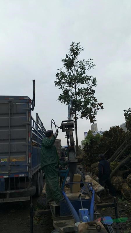 廣玉蘭基地供應