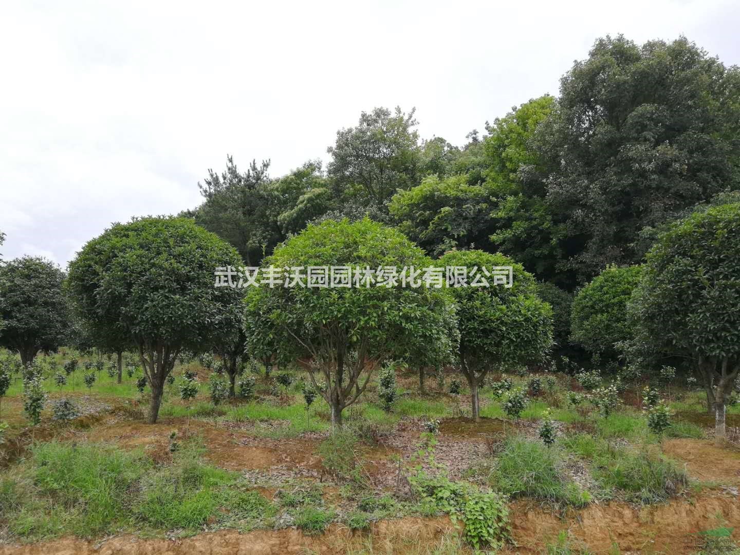 武汉丰沃园园林绿化有限公司苗圃提供胸径8-15cm独杆桂花