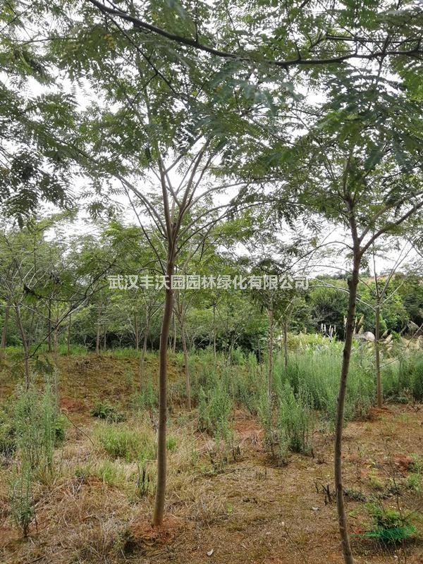 武汉丰沃园园林绿化有限公司苗圃提供胸径4-12CM合欢