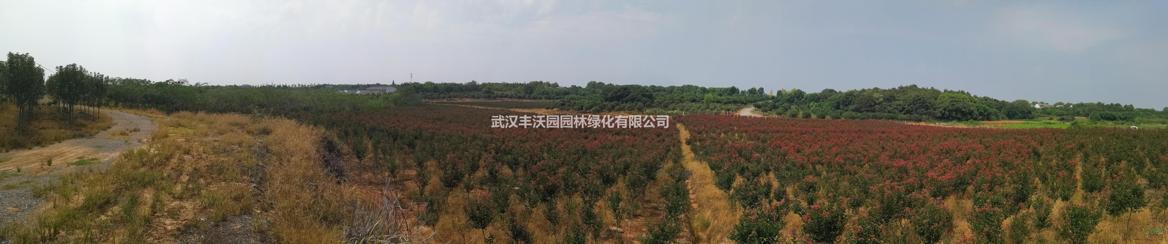武汉丰沃园园林绿化有限公司苗圃提供胸径2-3cm红花紫薇