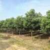 武漢豐沃園園林綠化有限公司苗圃提供胸徑8-20cm香樟
