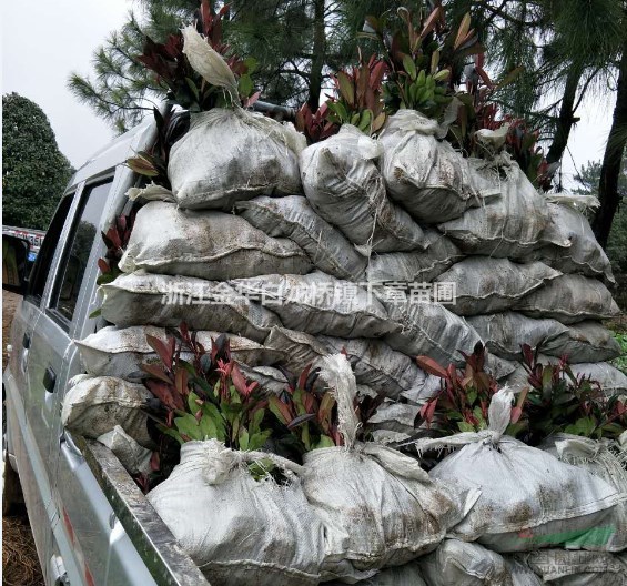 浙江金華紅葉石楠什么價格上車金華綠程苗木合作社批發(fā)小杯苗基地