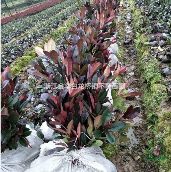 浙江金華紅葉石楠什么價格上車金華綠程苗木合作社批發(fā)小杯苗基地