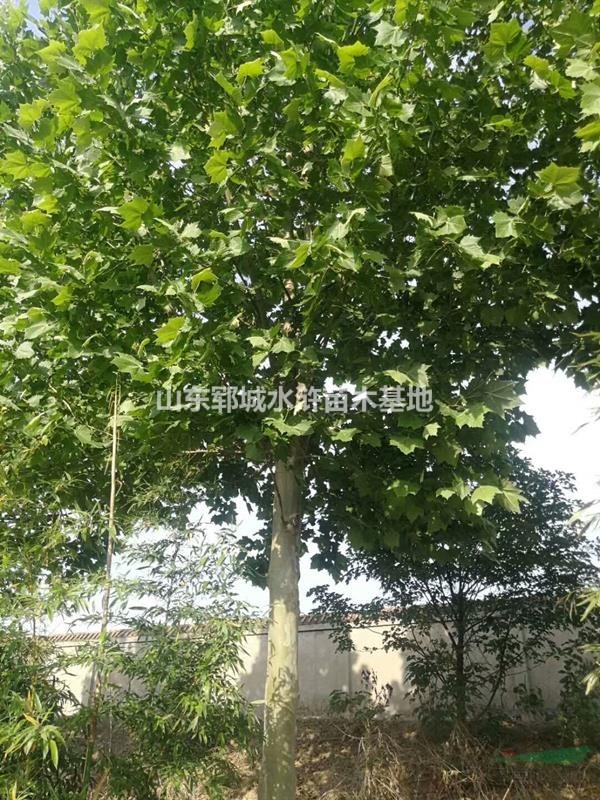 14公分法桐樹(shù)價(jià)格哪里的14公分法桐樹(shù)價(jià)格便宜
